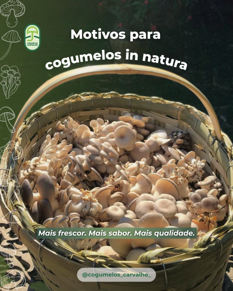 FEED COGUMELOS (2)